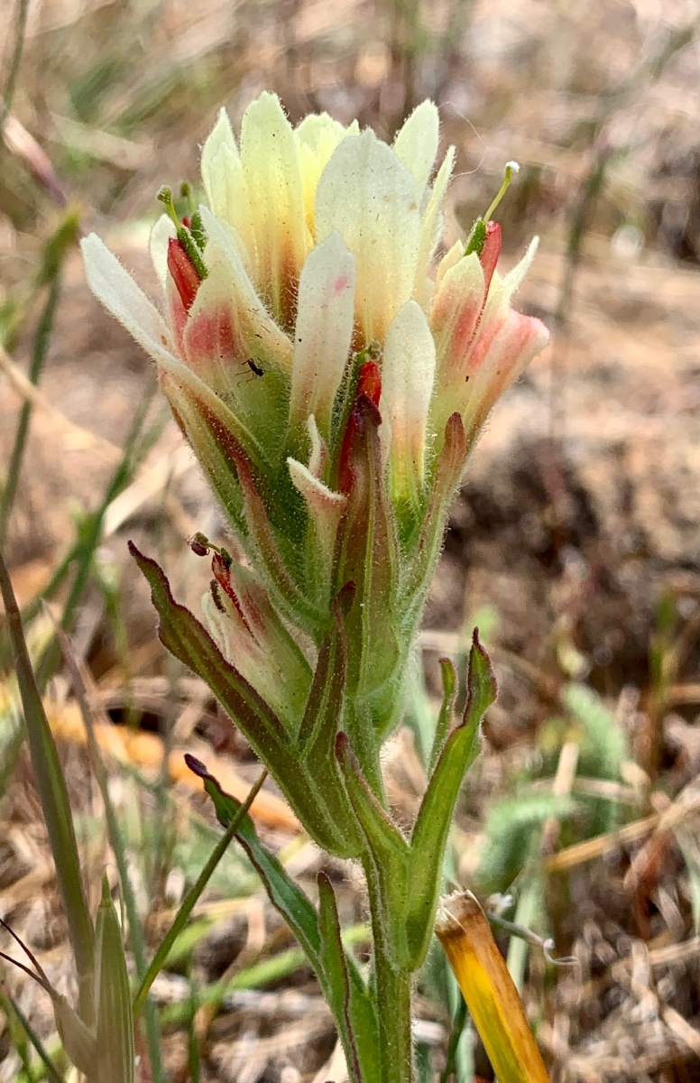 Castilleja affinis ssp. neglecta