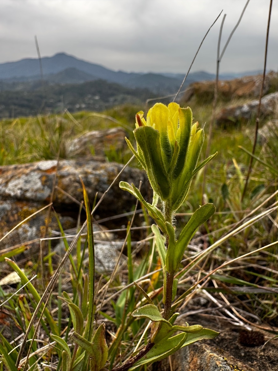 Castilleja affinis ssp. neglecta