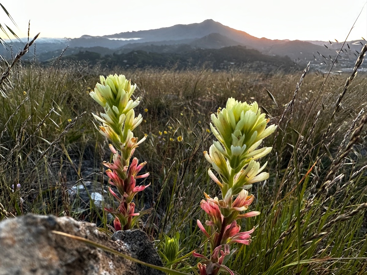 Castilleja affinis