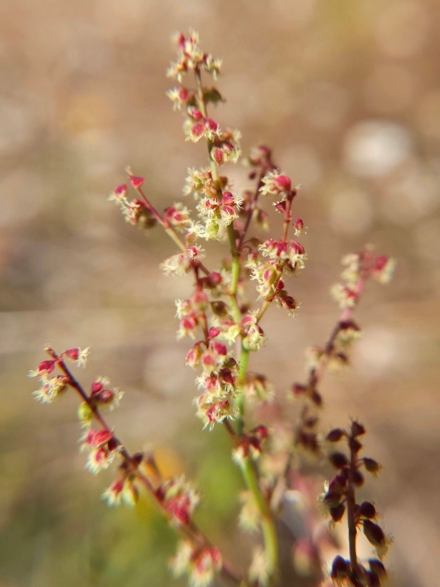 Rumex acetosella