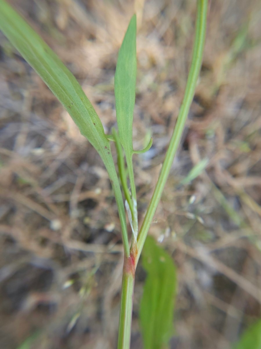 Rumex acetosella