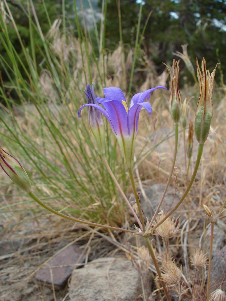 Brodiaea elegans ssp. elegans