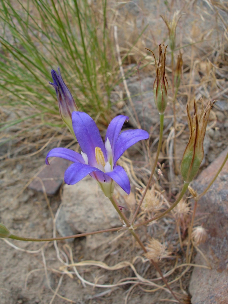 Brodiaea elegans ssp. elegans