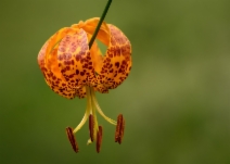 Lilium humboldtii var. ocellatum