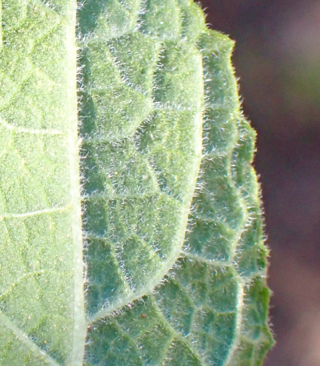 Lepechinia calycina