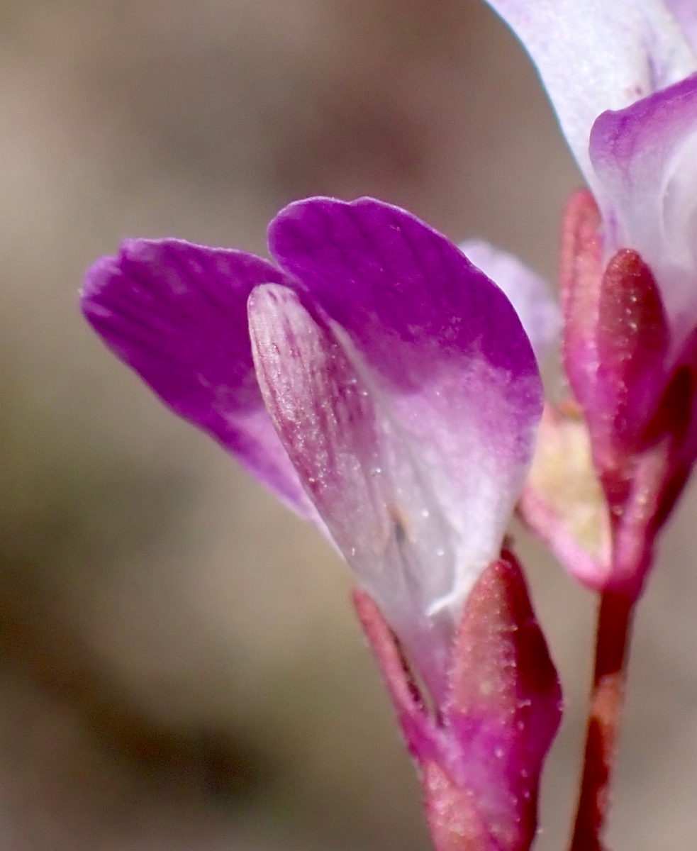 Collinsia sparsiflora var. collina