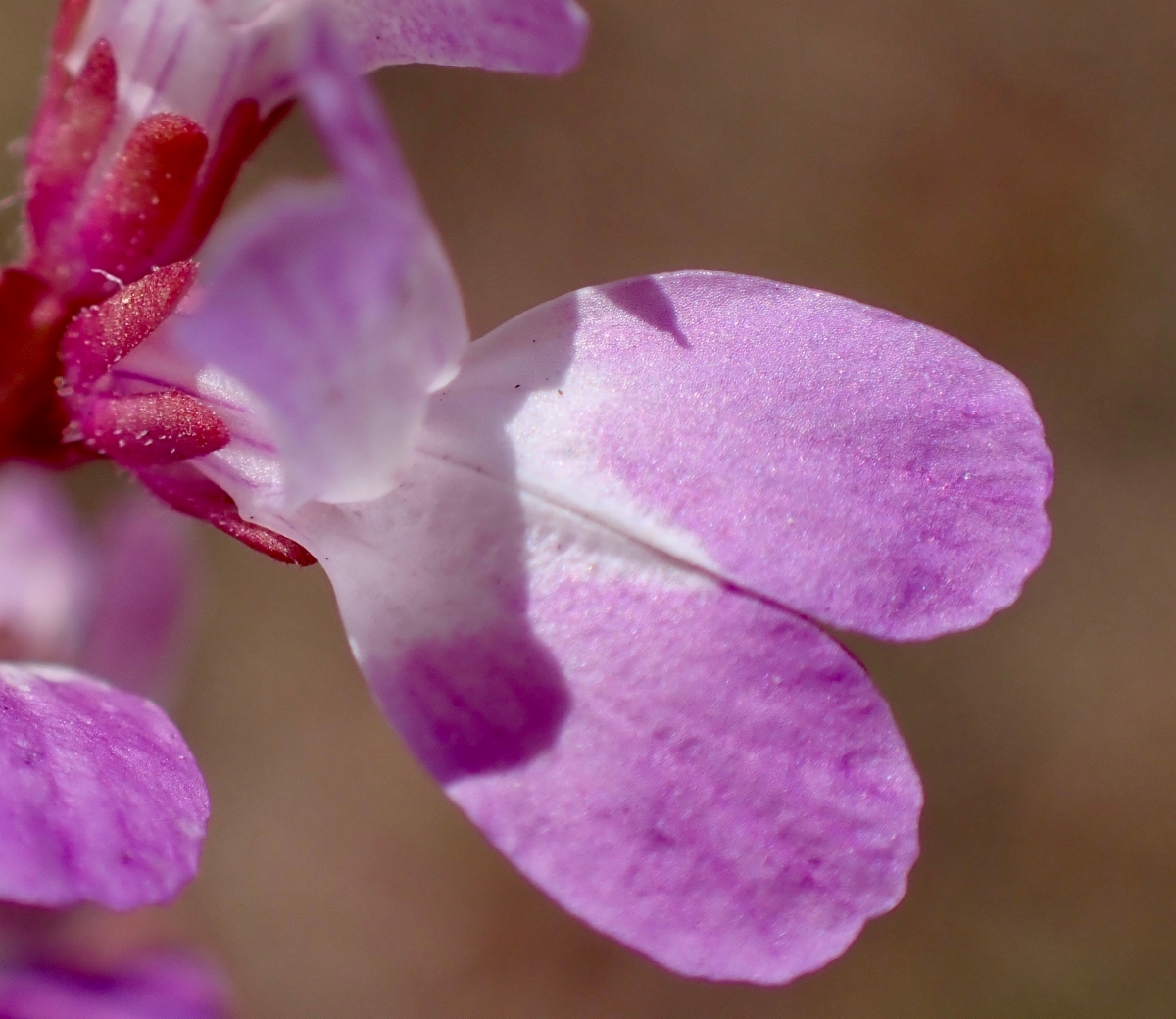 Collinsia sparsiflora var. collina