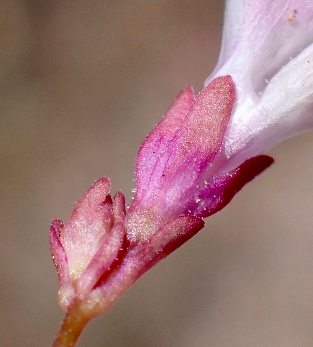 Collinsia sparsiflora var. collina