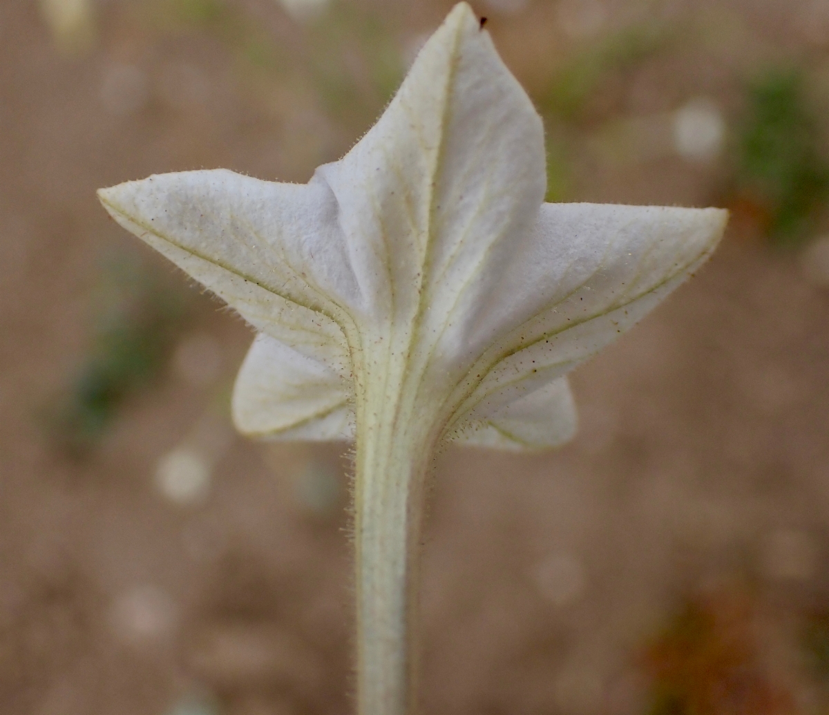 Nicotiana quadrivalvis