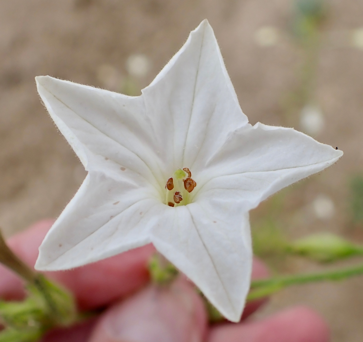 Nicotiana quadrivalvis