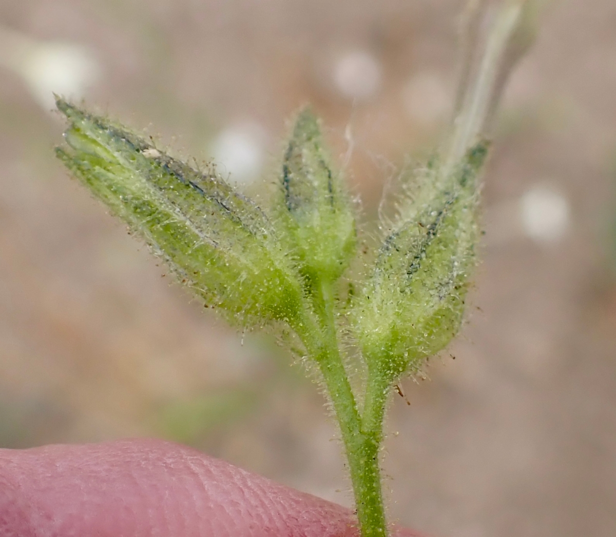 Nicotiana quadrivalvis