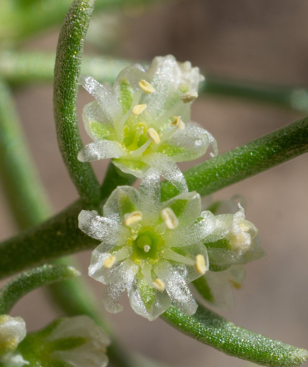 Scopulophila rixfordii