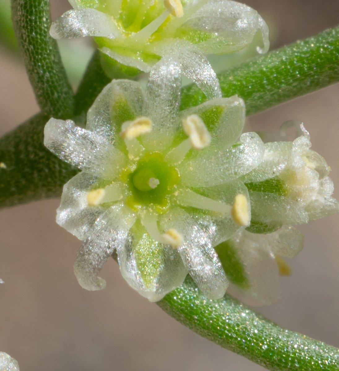 Scopulophila rixfordii