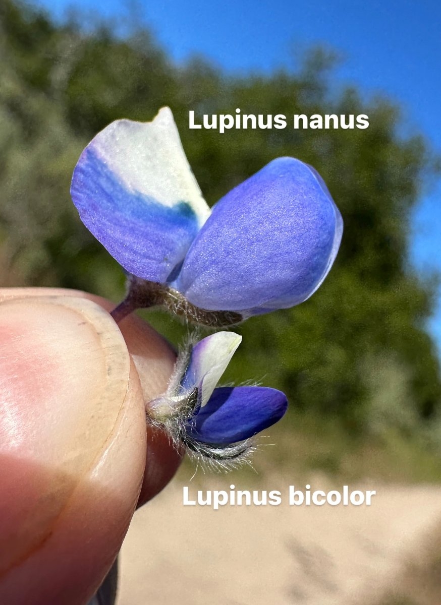 Lupinus bicolor