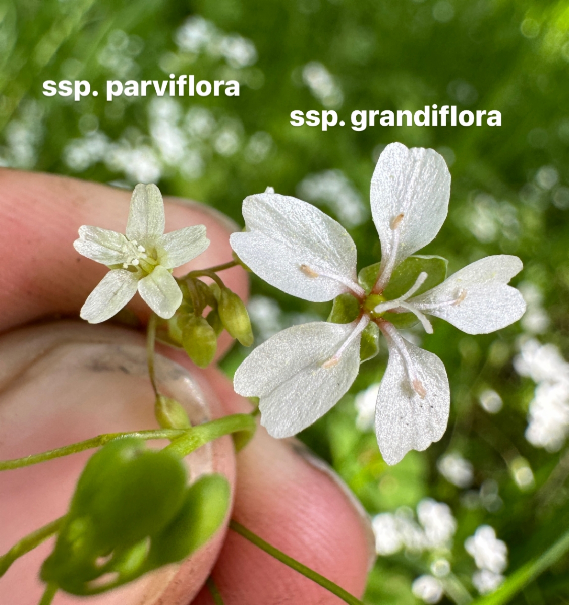 Claytonia parviflora ssp. grandiflora