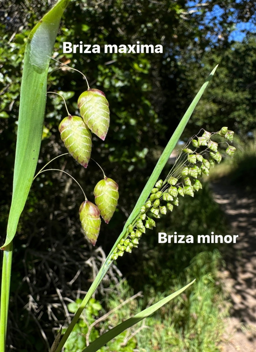 Briza minor