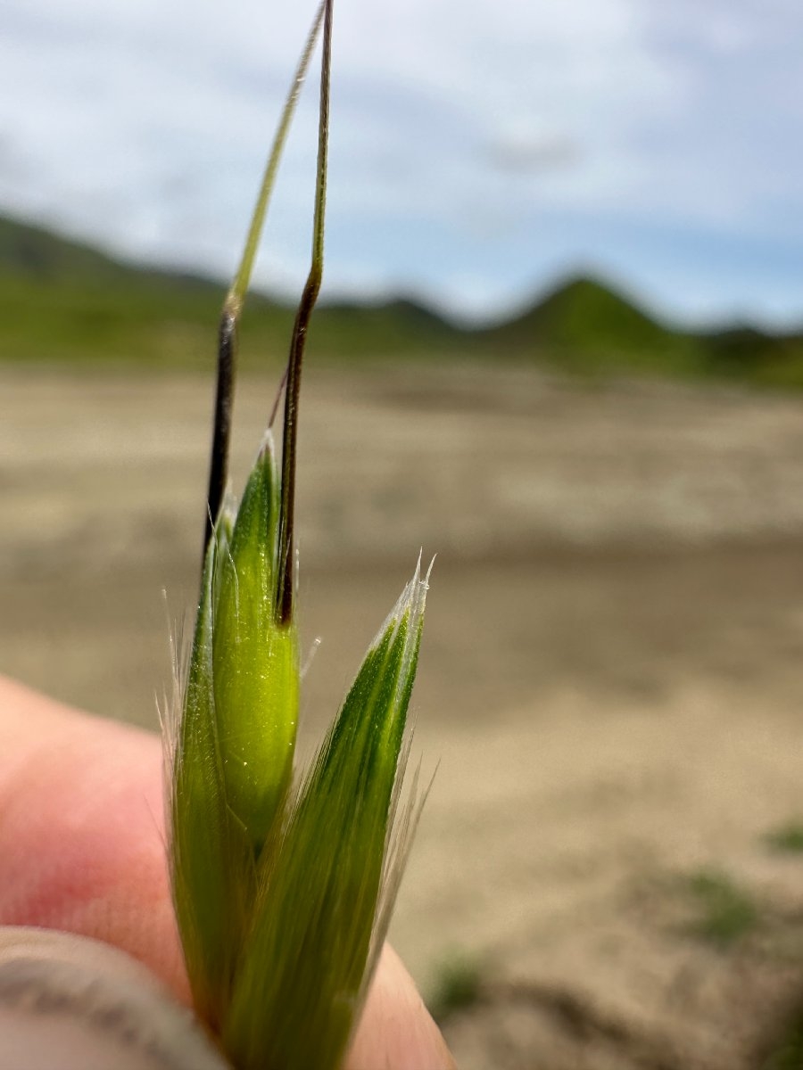 Avena fatua