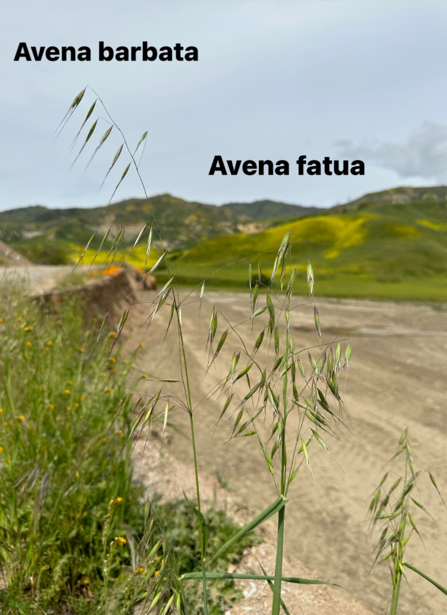 Avena fatua