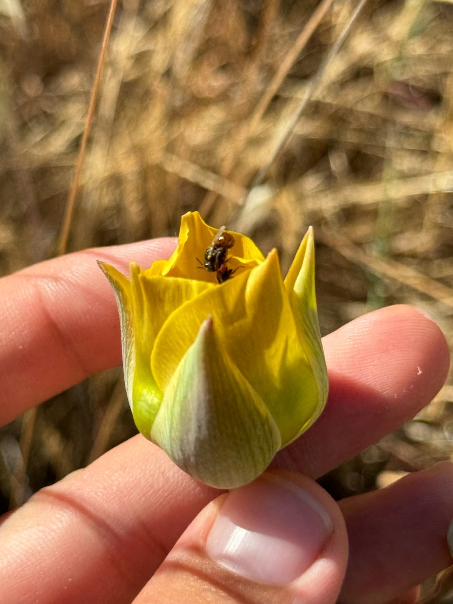 Calochortus clavatus var. pallidus