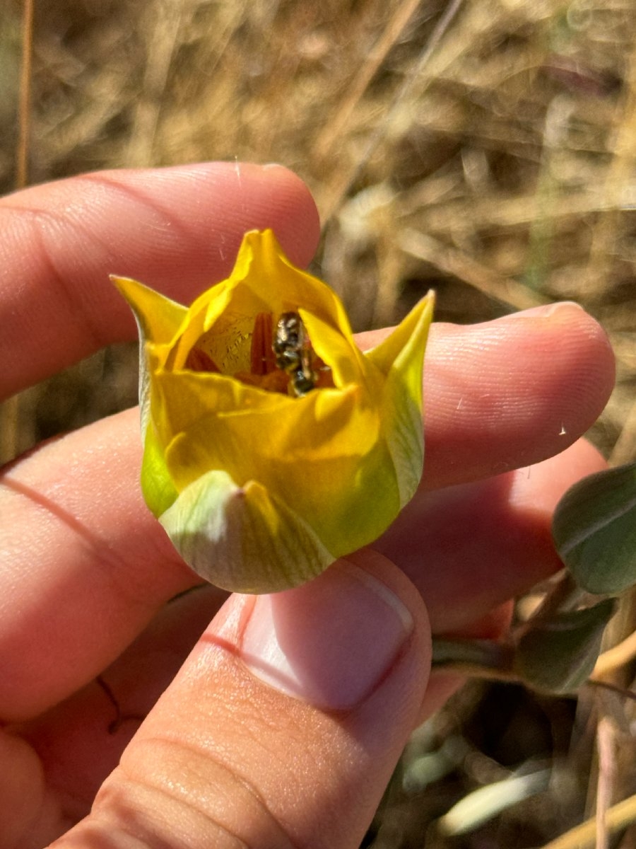 Calochortus clavatus