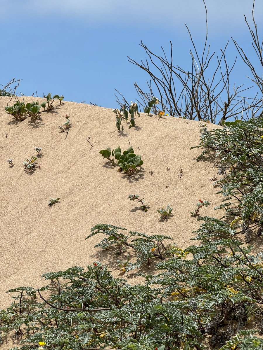 Dithyrea maritima