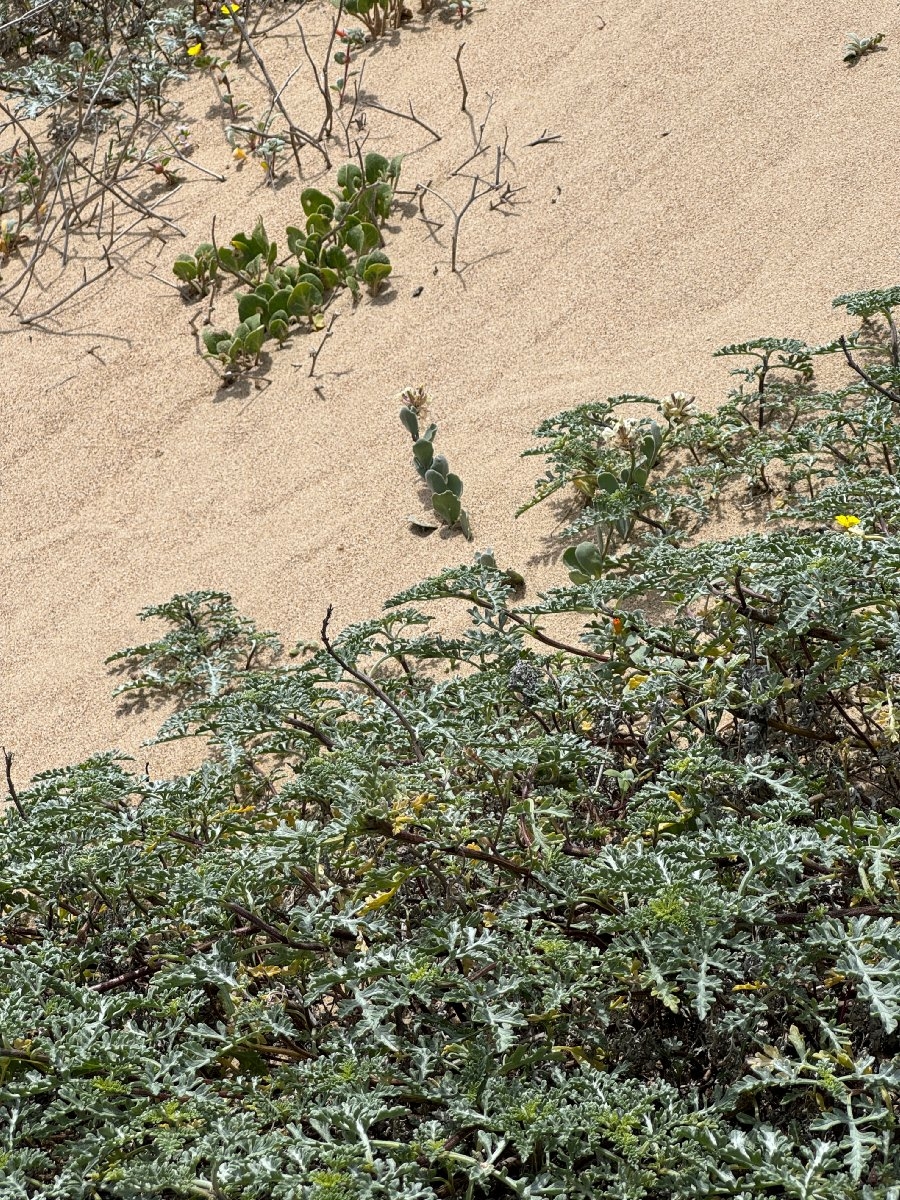 Dithyrea maritima