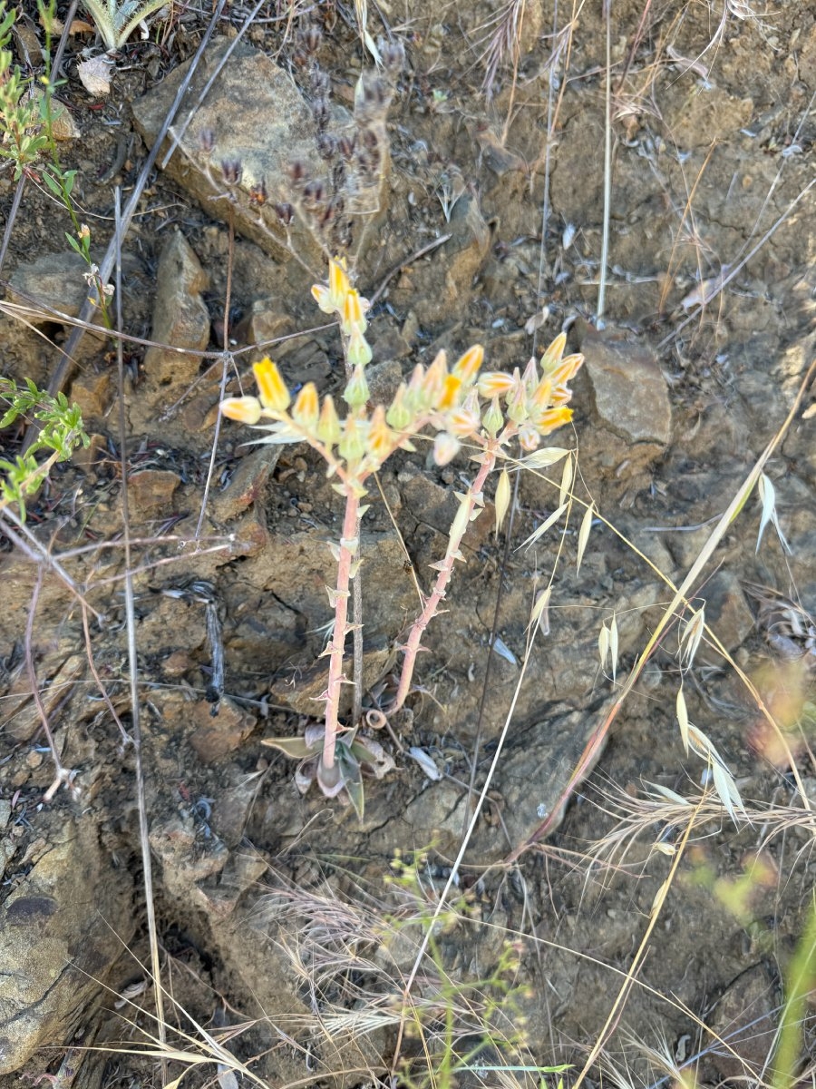 Dudleya cymosa ssp. pumila