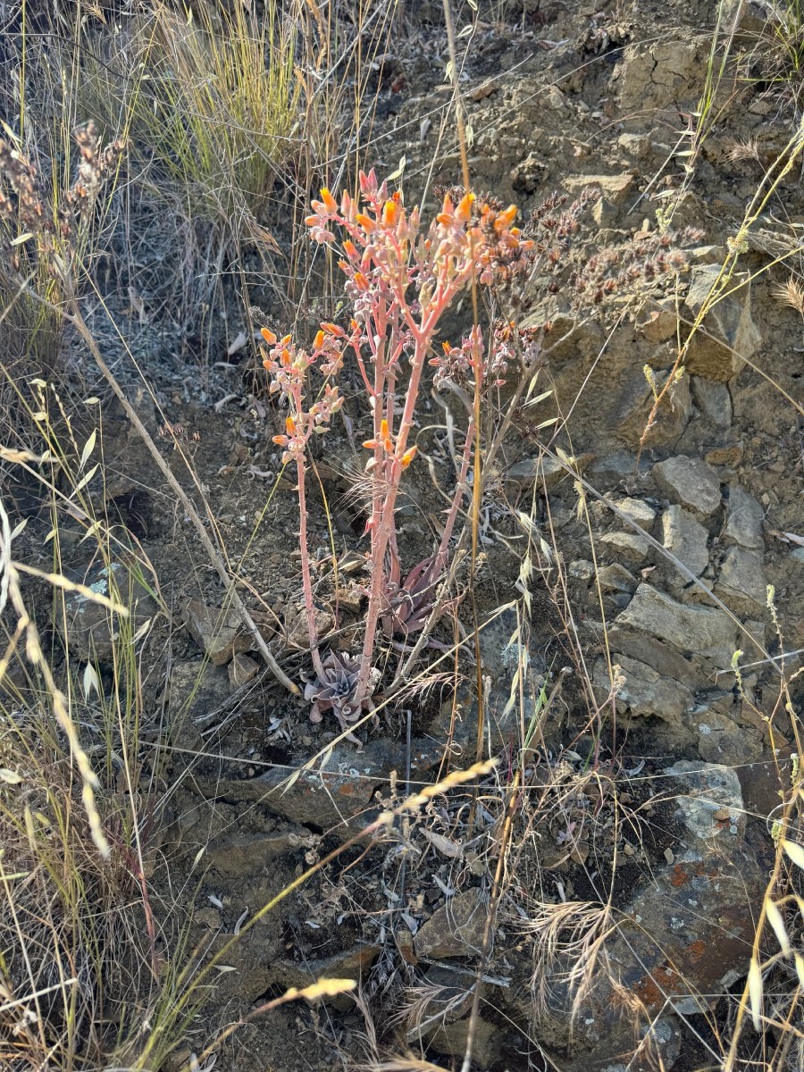 Dudleya cymosa ssp. pumila