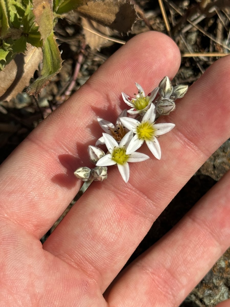 Dudleya blochmaniae ssp. blochmaniae