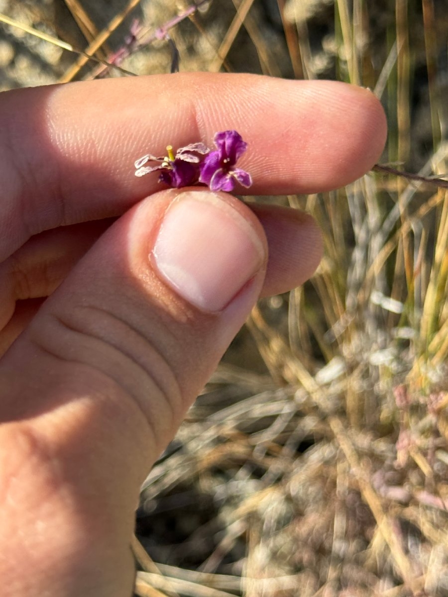 Streptanthus glandulosus ssp. glandulosus