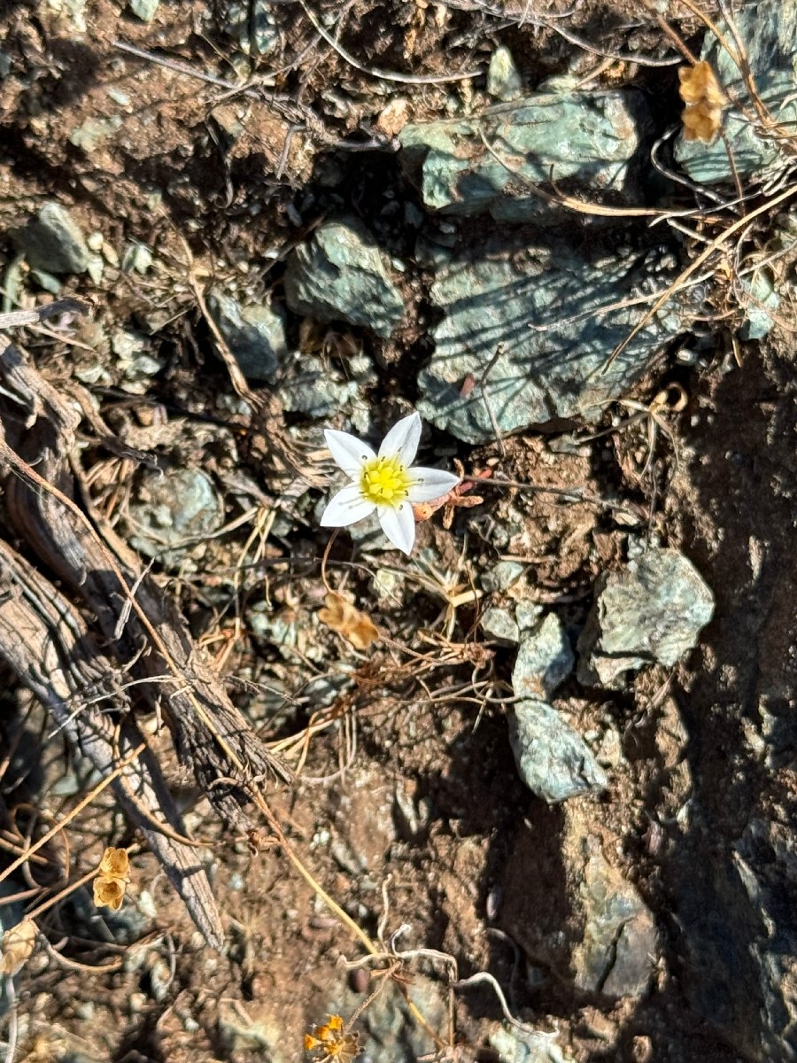 Dudleya blochmaniae ssp. blochmaniae