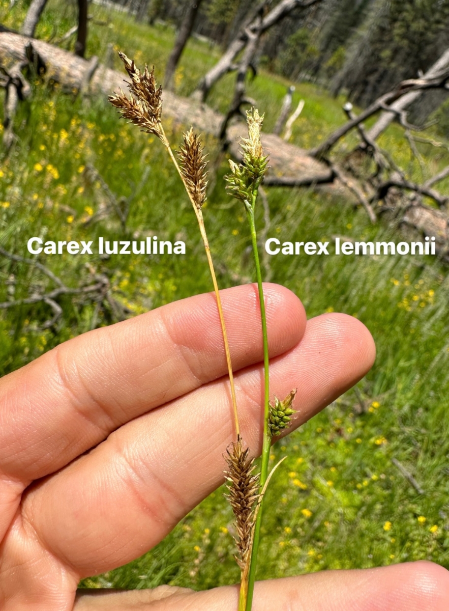 Carex lemmonii