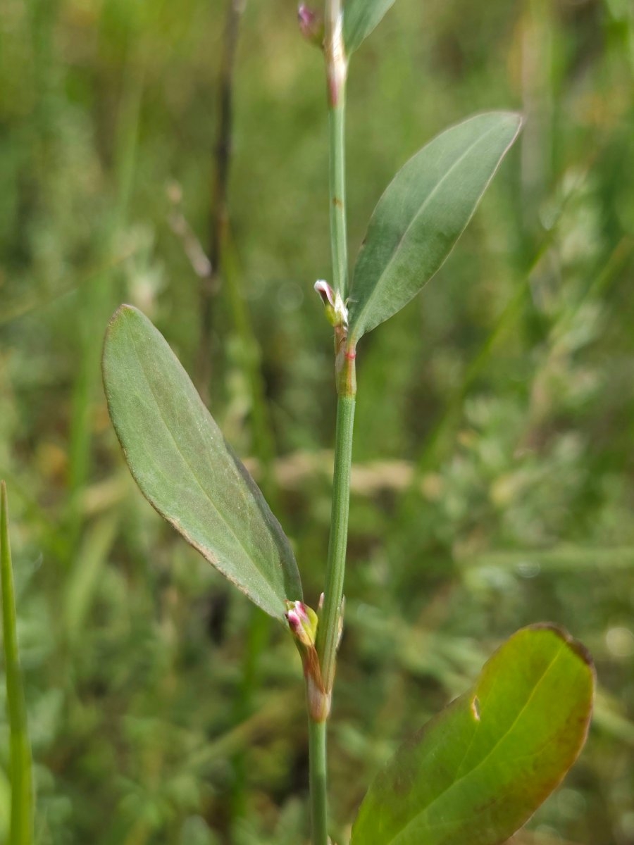 Polygonum marinense