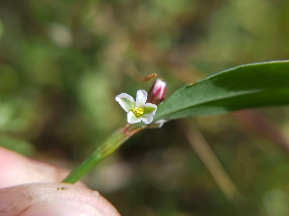 Polygonum marinense