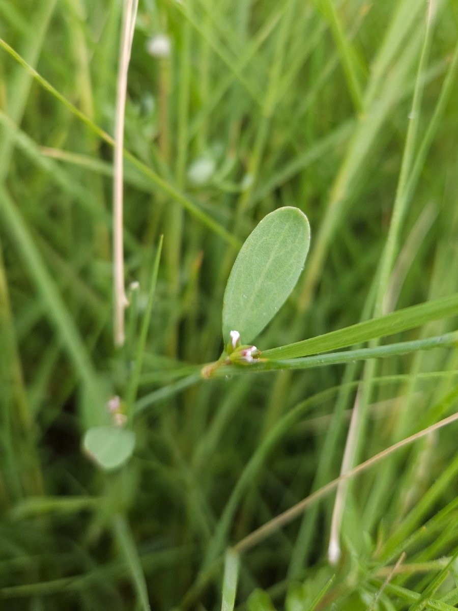 Polygonum marinense