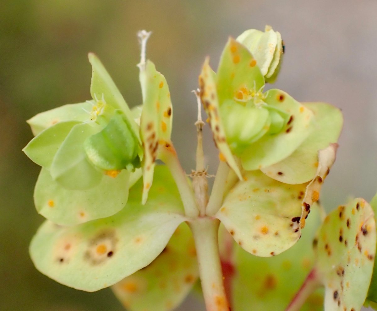 Euphorbia peplus