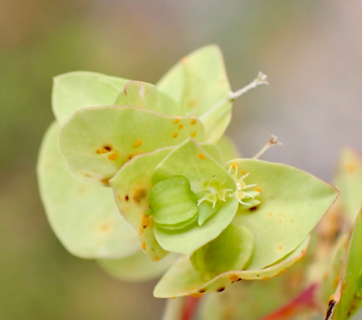 Euphorbia peplus