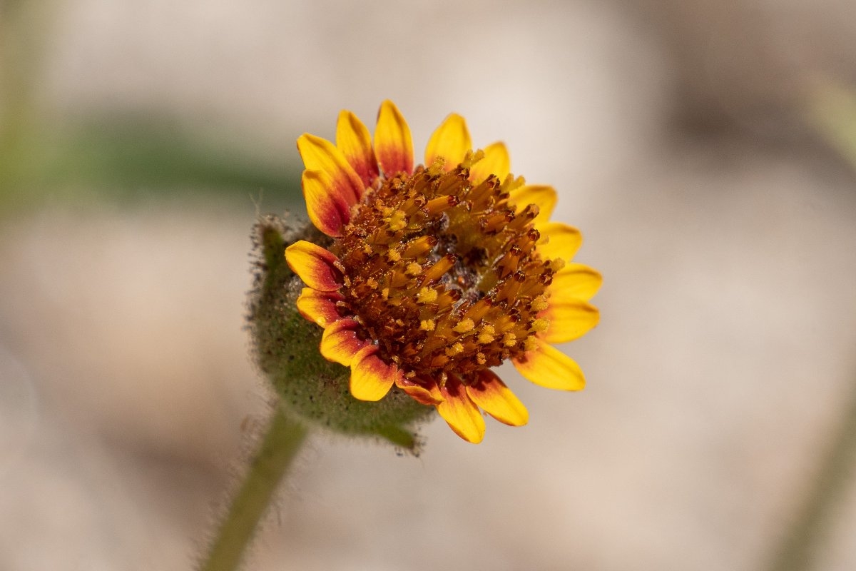 Hulsea vestita ssp. gabrielensis