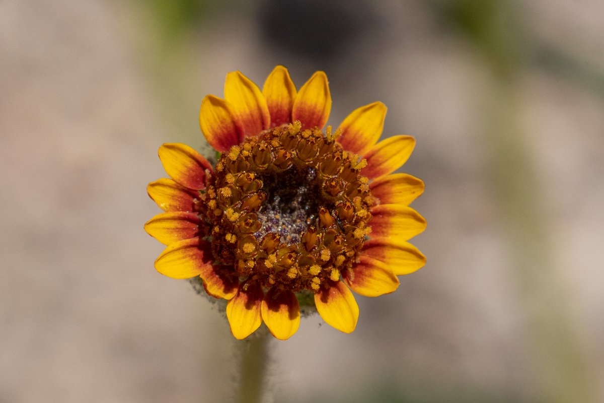 Hulsea vestita ssp. gabrielensis