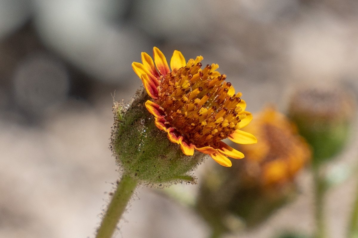 Hulsea vestita ssp. gabrielensis