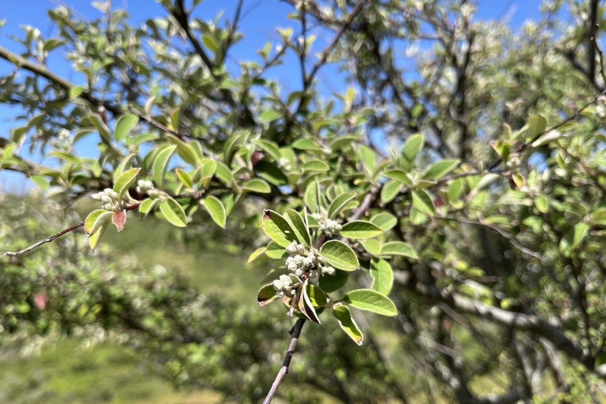 Cotoneaster pannosus