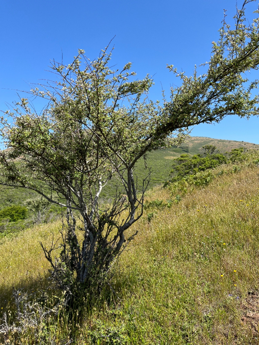 Cotoneaster pannosus