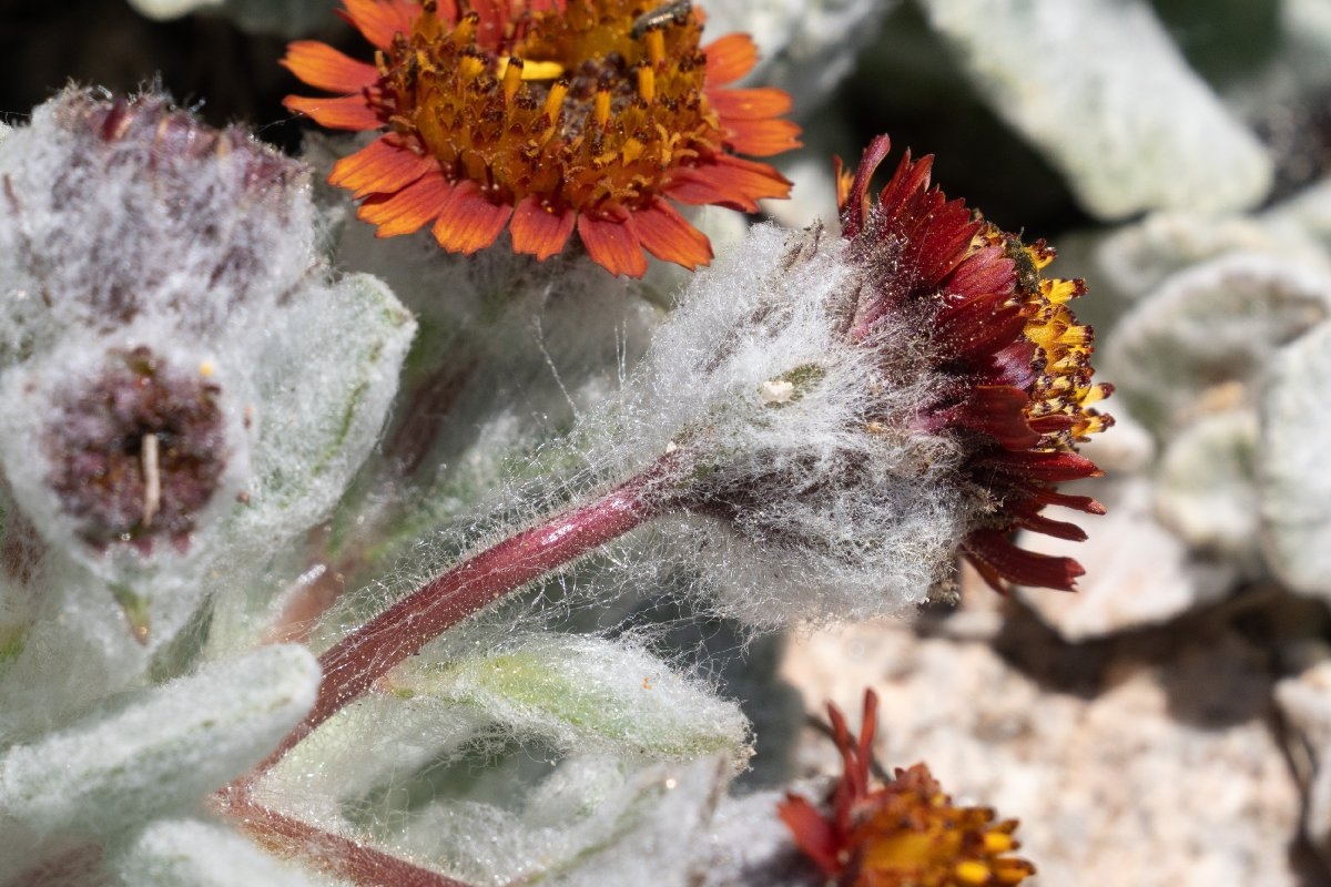 Hulsea vestita ssp. gabrielensis