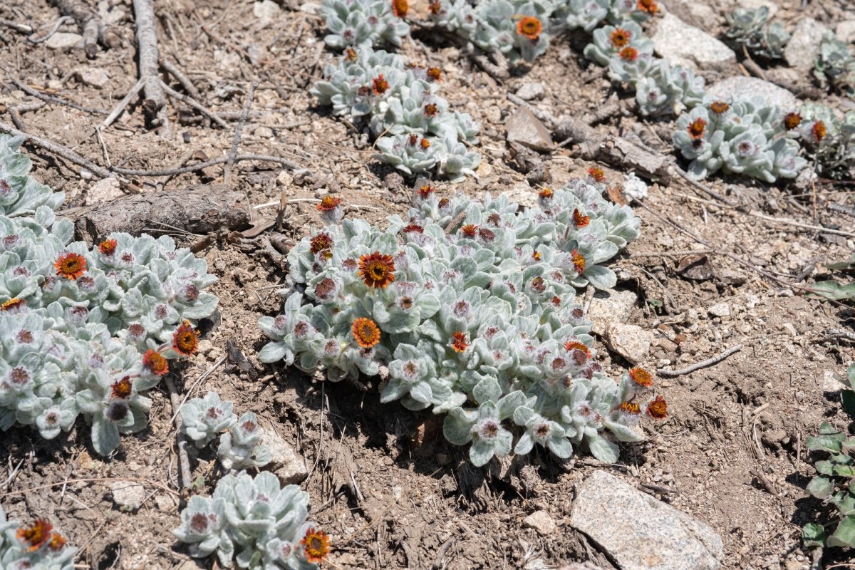 Hulsea vestita ssp. gabrielensis