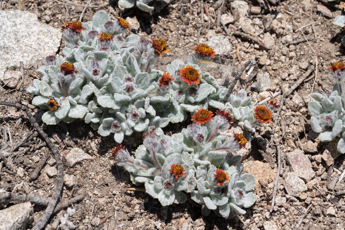 Hulsea vestita ssp. gabrielensis