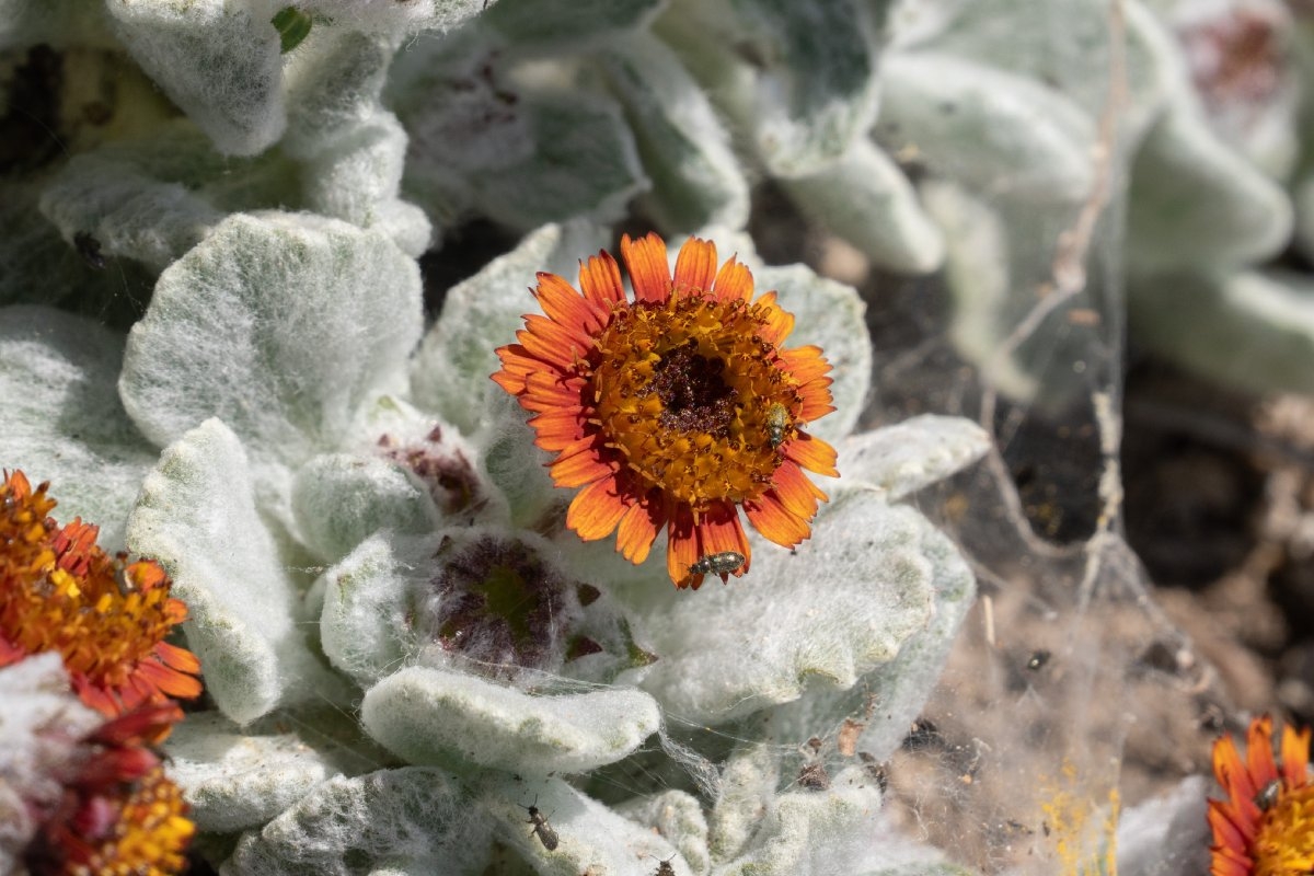 Hulsea vestita ssp. gabrielensis