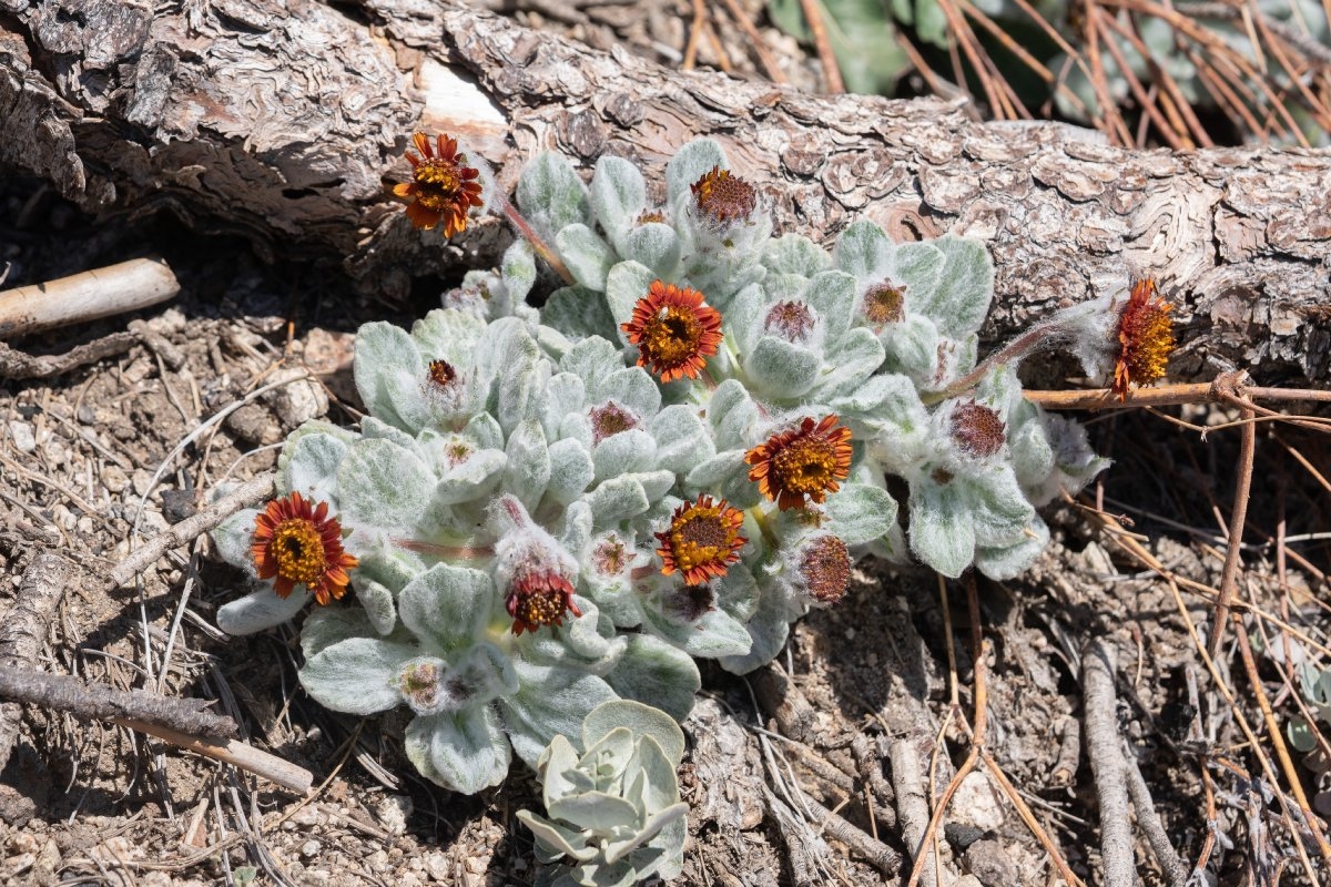 Hulsea vestita ssp. gabrielensis