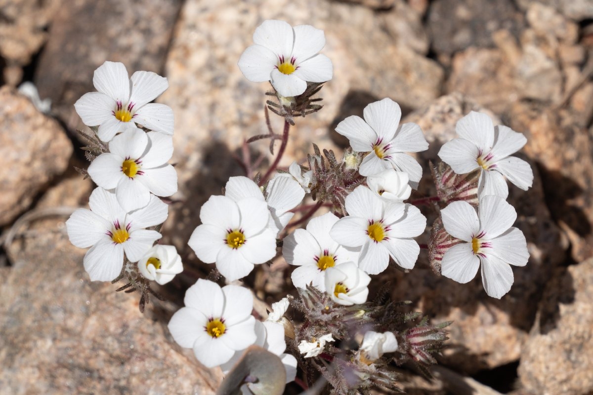 Linanthus concinnus