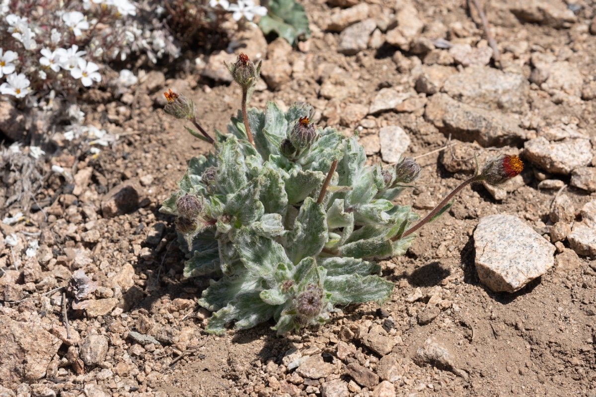 Hulsea vestita ssp. gabrielensis