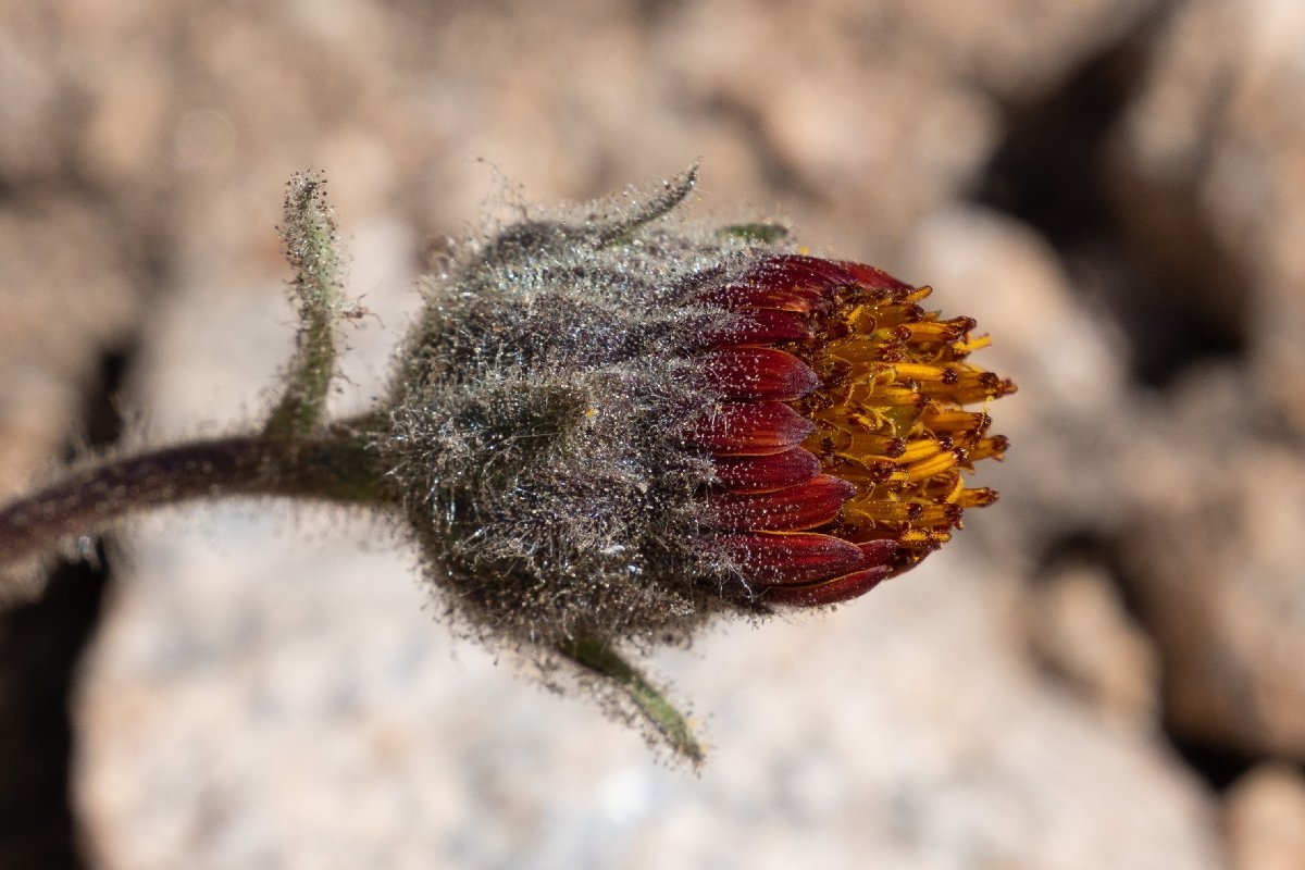 Hulsea vestita ssp. gabrielensis